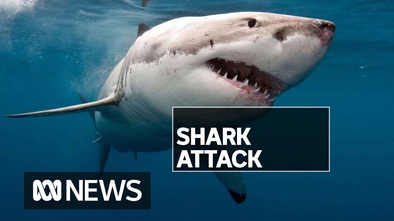 Shark Attacks in Indonesia